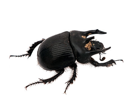 Minotaur Beetle - Typhaeus Typhoeus, Isolated