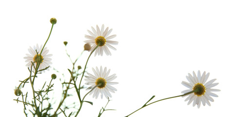 white Argyranthemum