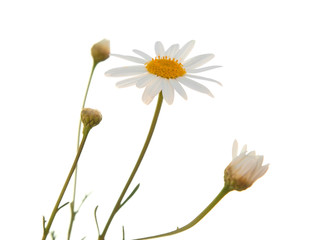 white Argyranthemum
