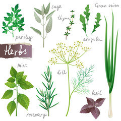 herbs set