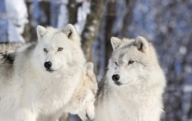 Obraz premium deux loups en hiver