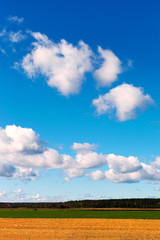 Fototapeta premium Rural landscape.