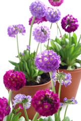 Primrose, Primula © 7monarda