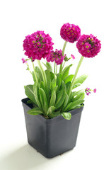 Primrose, Primula © 7monarda