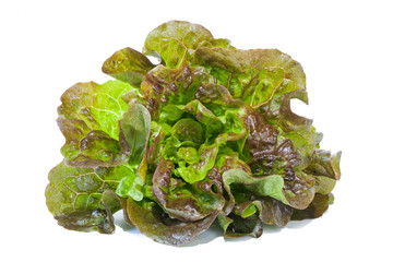 Fresh lettuce salad leaves bunch