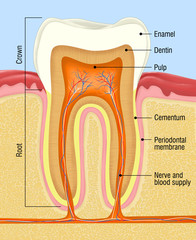 Medical illustration of human tooth anatomy showing crown, root, enamel, dentin, pulp and nerve structure. Suitable for dental education and healthcare use.