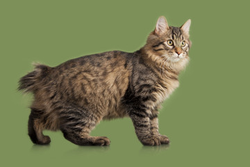 Kurilian Bobtail