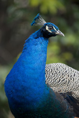 Naklejka premium Portrait of a male Peacock