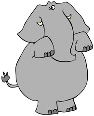 Begging elephant