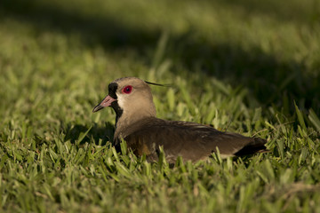 Southern Lapwing sitted on the Grass