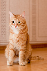 Ginger tabby cat