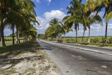 Fototapeta na wymiar Palm Avenue Road na Kubie