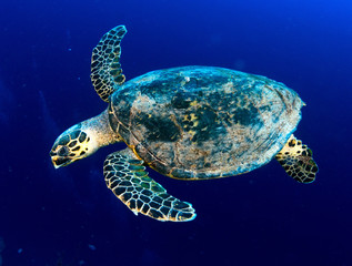 Hawksbill sea turtle in deep blue, Red Sea, Egypt.