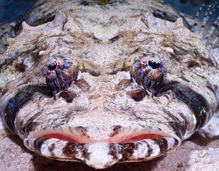 Tentacled flathead portrait close-up, Red Sea, Egypt.