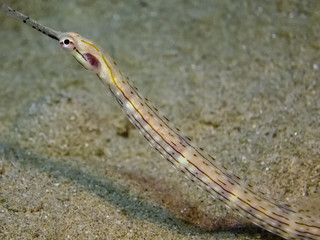 Pipefish