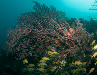 Deep Water Sea Fan on a reef