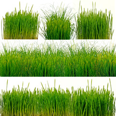 Grünes Gras, freigestellt vor weißem Hintergrund
