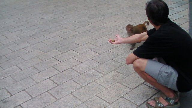 man playing with monkey
