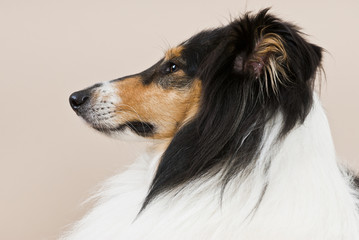 Profil einer Colliehündin © Jill Peters