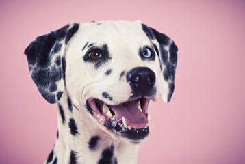 Lächelnder Dalmatiner, Portrait