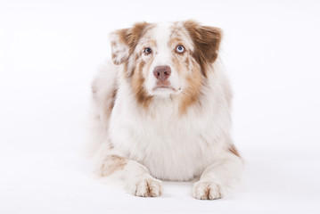 Australian Shepherd wartet auf Arbeit
