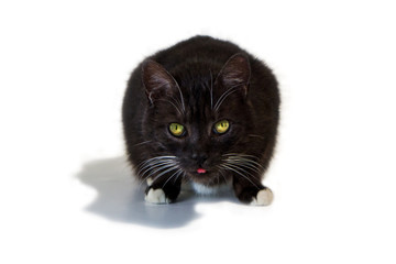 Katze streckt Zunge raus