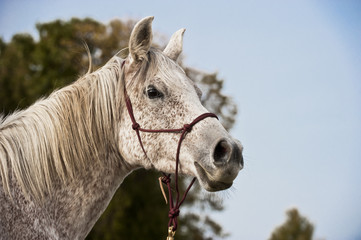 Schimmel Kopfportrait
