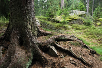 Wurzel eines Baumes im Wald