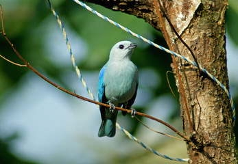 Obraz premium Tangara eveque