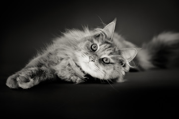 Katzenschönheit, schwarzweiß
