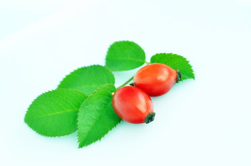 rose hips isolated