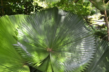 Beautiful Plant in Singapore Botanic Gardens