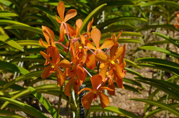 Colourful Orchids in Singapore Botanic Garden