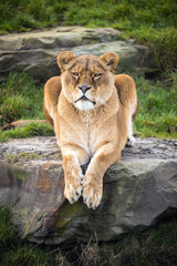 Lion