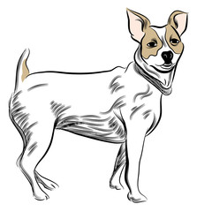 Parsons Jack Russell Terrier Dog