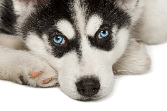 Close-up of husky puppy muzzle or face.