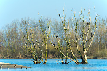 Colony Great Cormorants in tree
