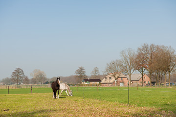 Horses in meadows