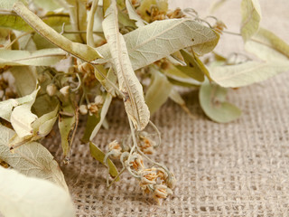 linden inflorescence