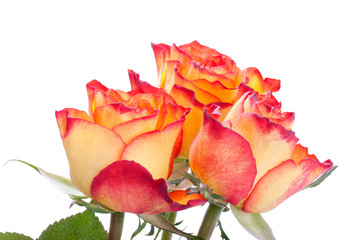 Blüten von Orangen Rosen