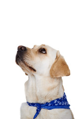 Labrador looking up with beseeching eyes