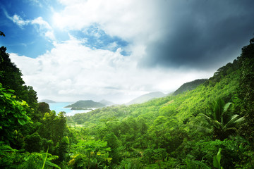 Fototapeta na wymiar jungle Seszeli wyspie