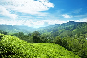 Keuken spatwand met foto Tea plantation Cameron highlands, Malaysia © Iakov Kalinin