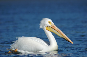 White Pelican (Pelecanus erythrorhynchos)