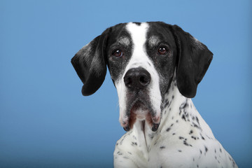 English Pointer