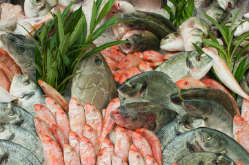 Fresh fish