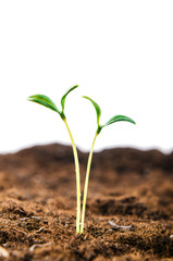 Green seedlings in new life concept