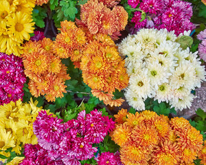 colorful chrysanthemums floral  background