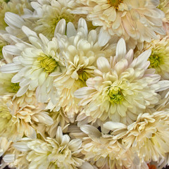 pale white chrysanthemums floral  background