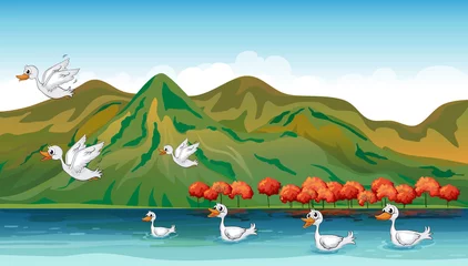 Peel and stick wall murals River, lake Ducks in quest of food